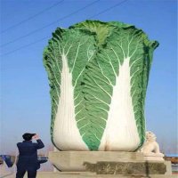 大型白菜（百财）雕塑摆件